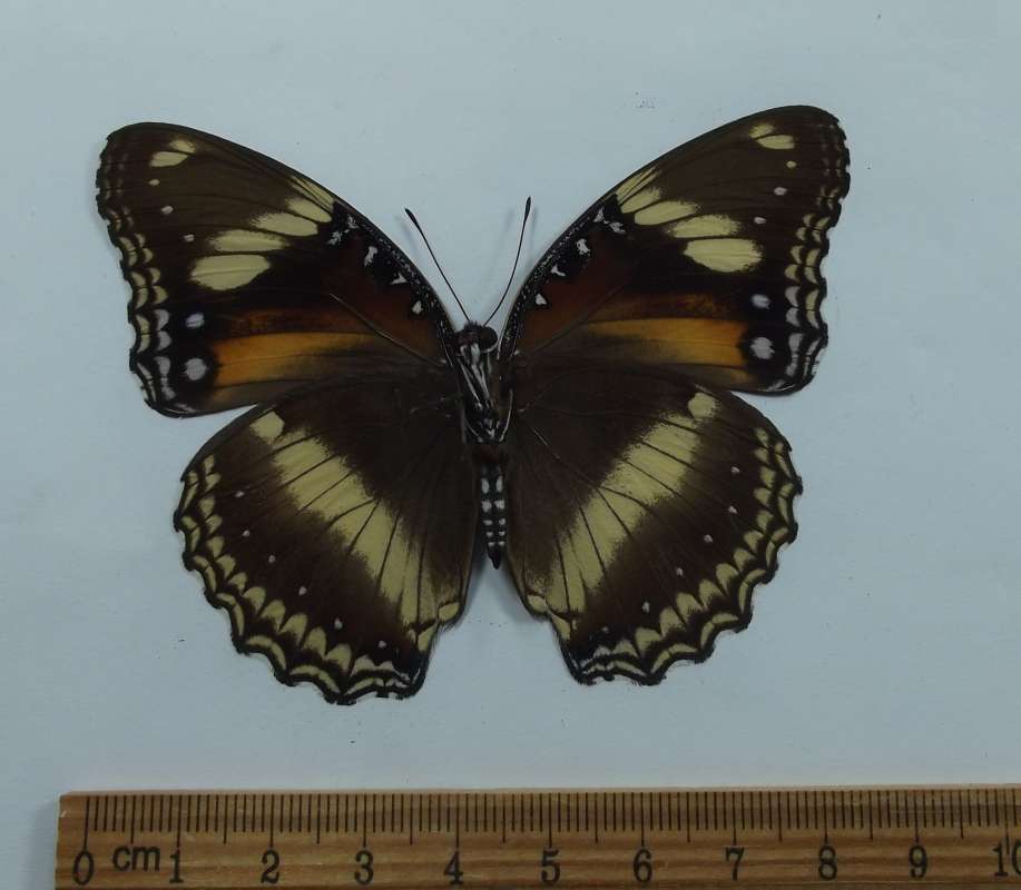 Female - Ventral View<br>(Origin of the Specimen: West Timor, April 2015)