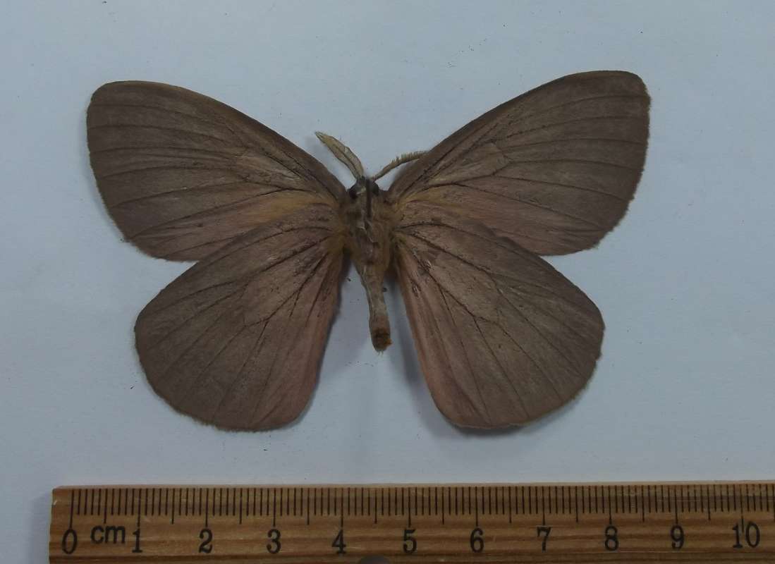 Male - Ventral View<br>(Origin of the Specimen: Mexico, June 1989)