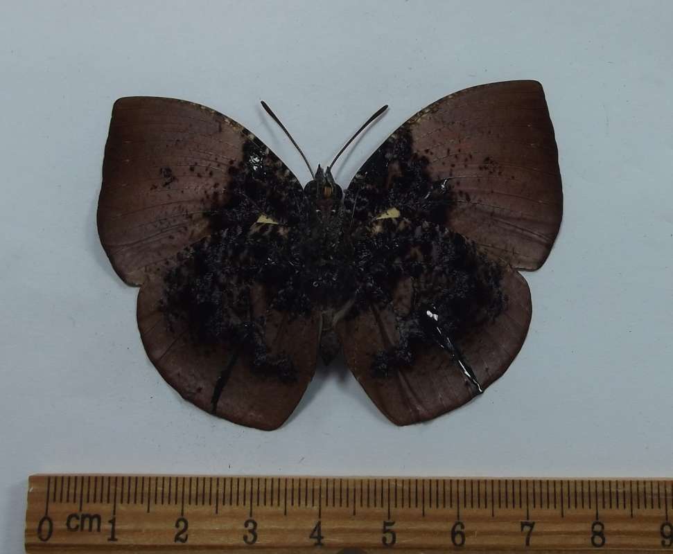 Male - Ventral View<br>(Origin of the Specimen: Cuzco, Peru, Dec. 2013)
