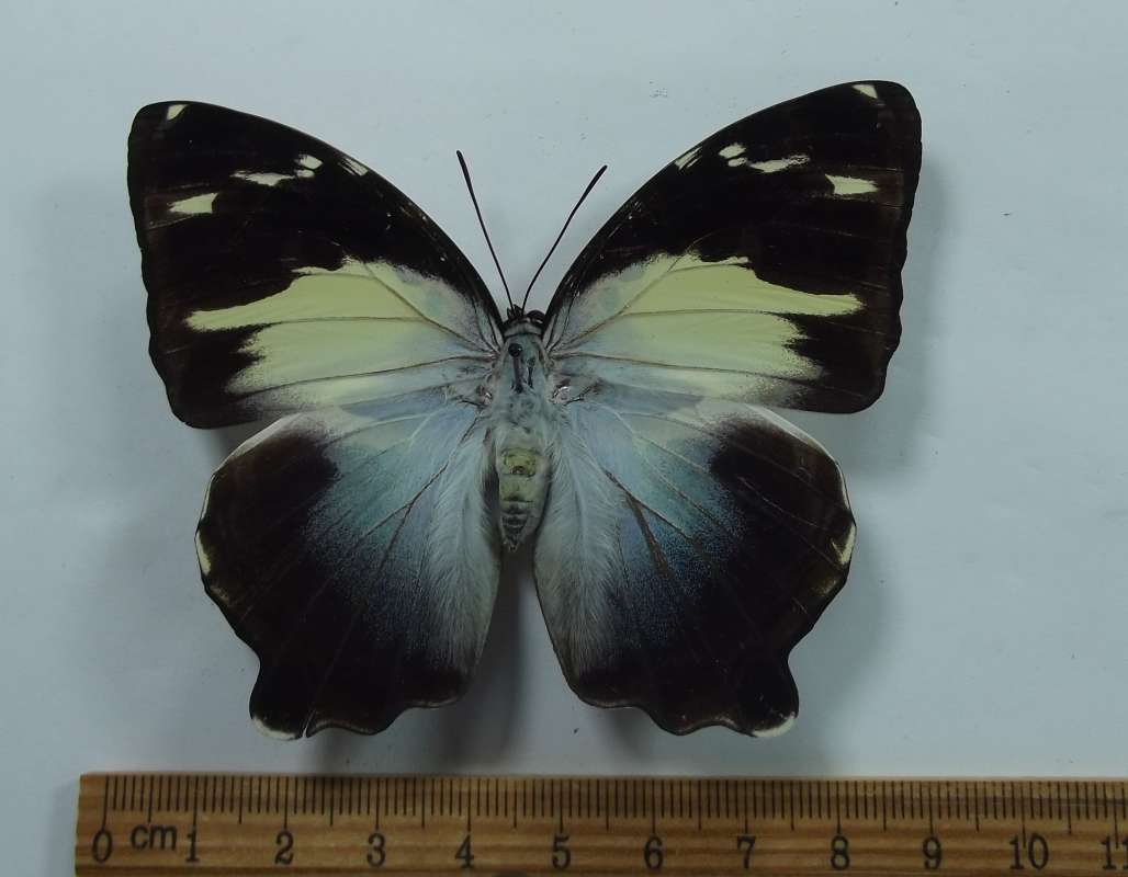 Female - Dorsal View<br>(Origin of the Specimen: Sumatra, Feb. 2009)