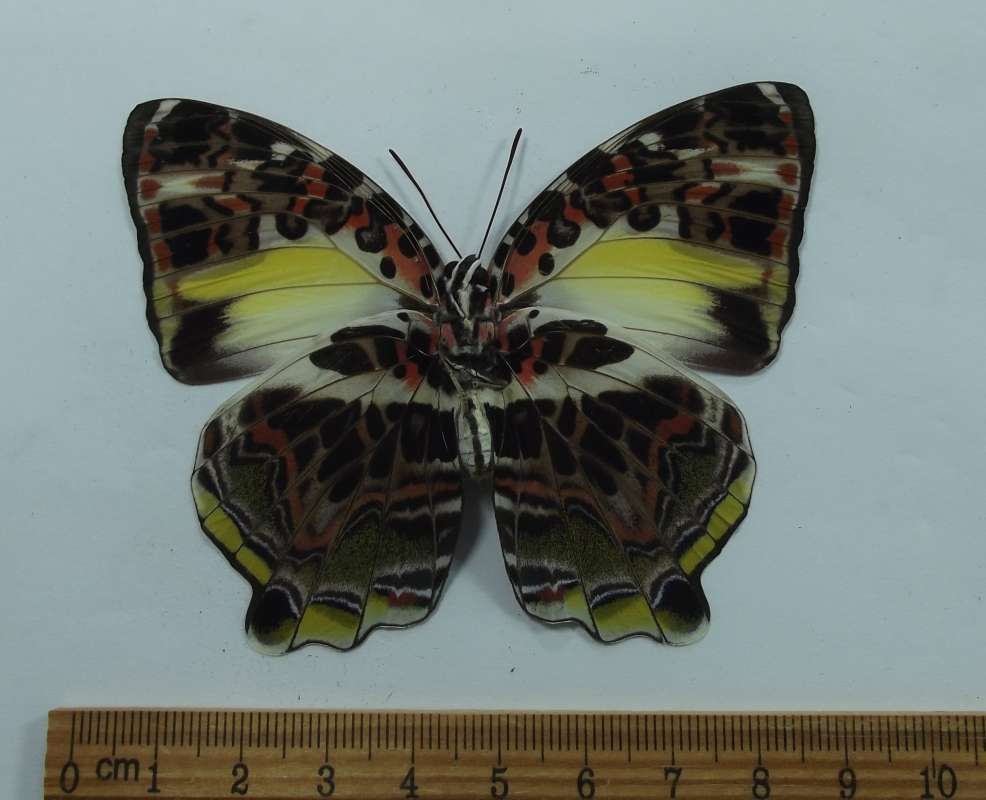 Female - Ventral View<br>(Origin of the Specimen: Sumatra, Feb. 2009)