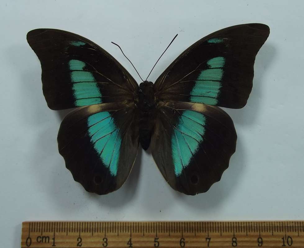 Female - Dorsal View<br>(Origin of the Specimen: Muzo, Colombia, August 1988)