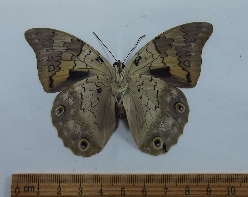 Female - Ventral View<br>(Origin of the Specimen: Muzo, Colombia, August 1988)
