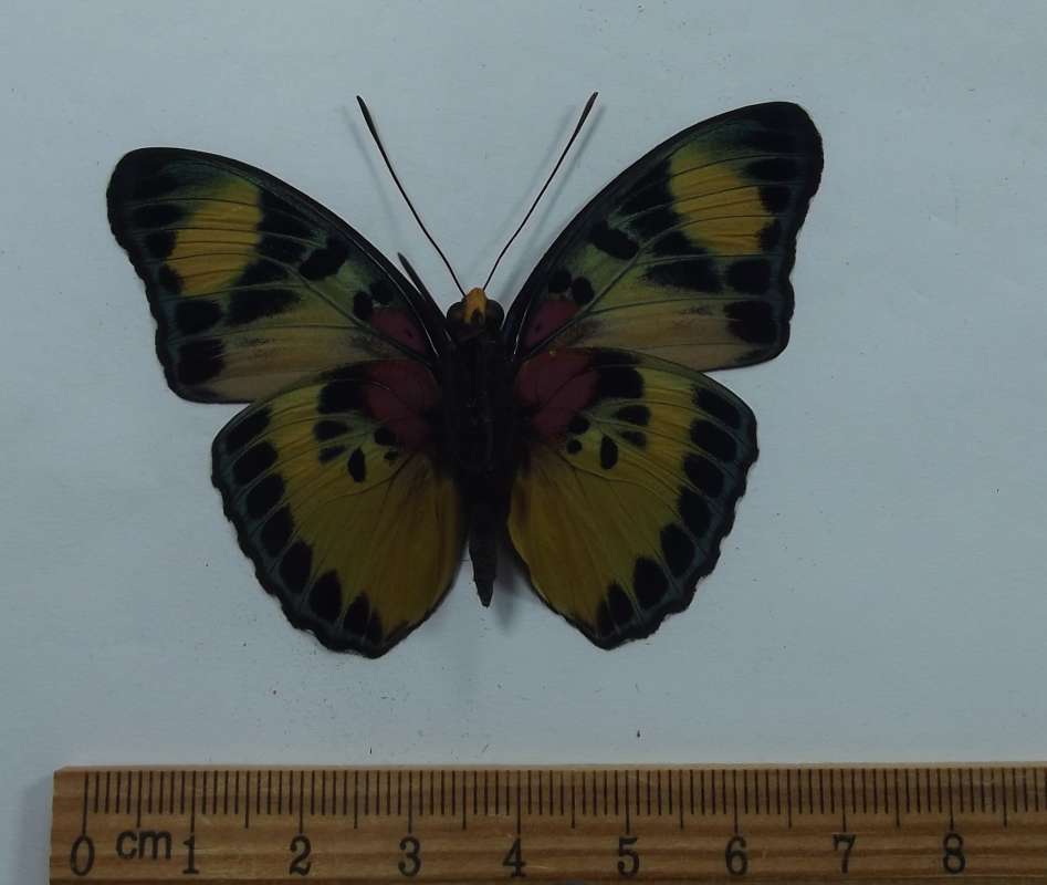 Male - Ventral View<br>(Origin of the Specimen: Cameroon, Sept, 2001)
