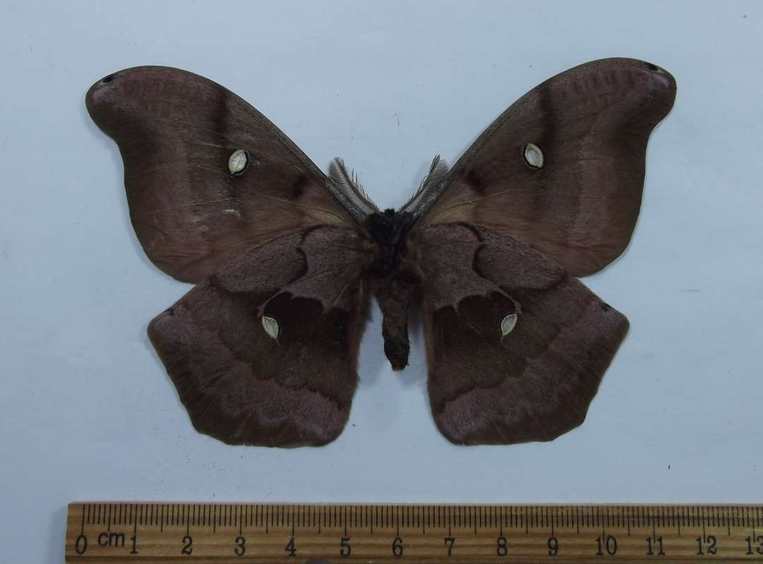 Dark Male - Ventral View<br>(Origin of the Specimen: Ohio)