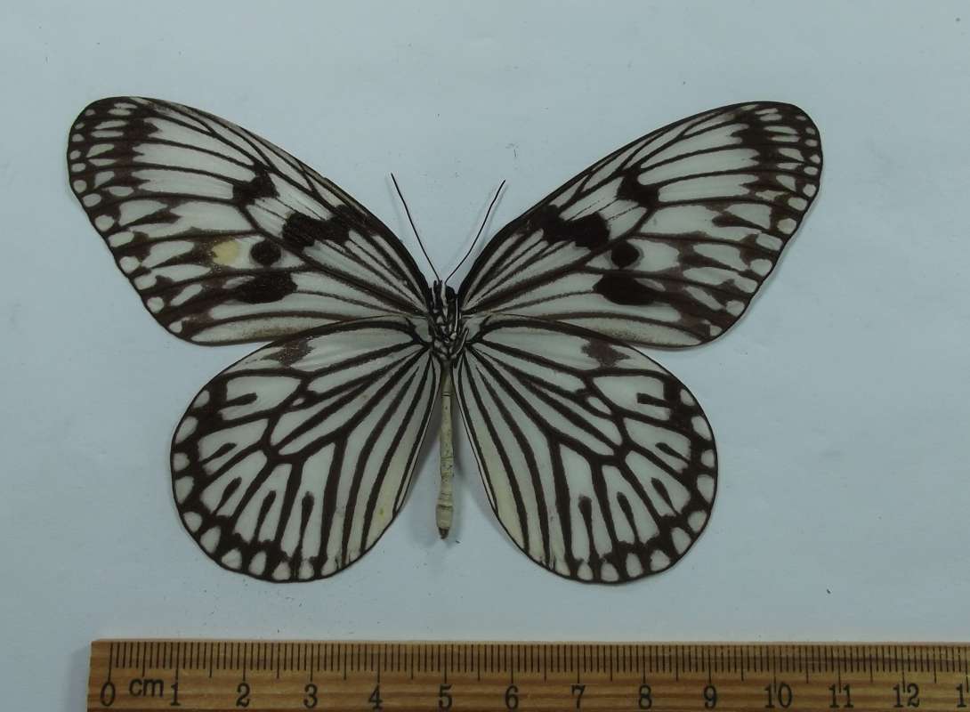Male - Vnetral View<br>(Origin of the Specimen: Biak, Indonesia, Oct. 2003)