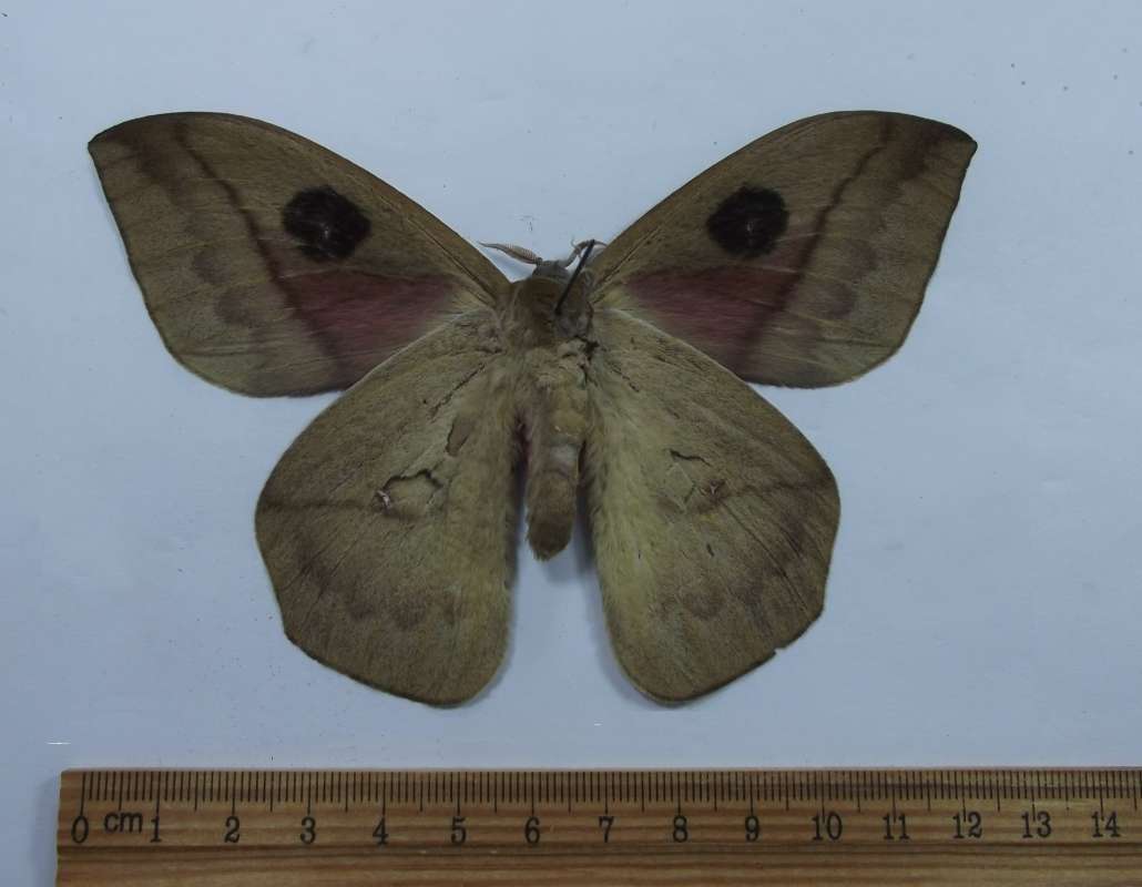 Male - Vental View<br>(Origin of the Specimen: Ecuador - May 2009)