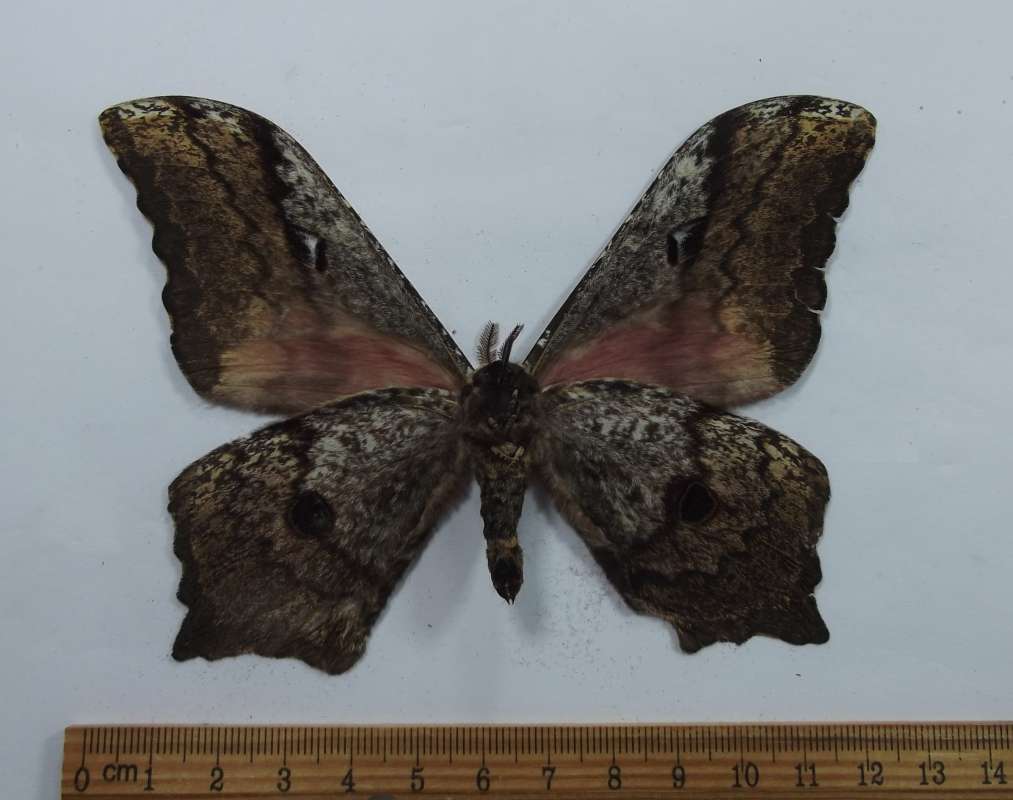 Male - Ventral View<br>(Origin of the Specimen: Tanzania, Dec. 2002)