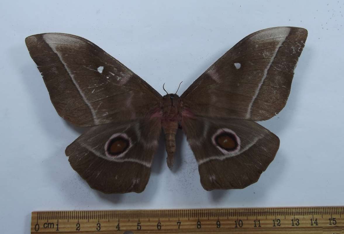 Female - Dorsal View<br>(Origin of the Specimen: Cameroon, June 2008)