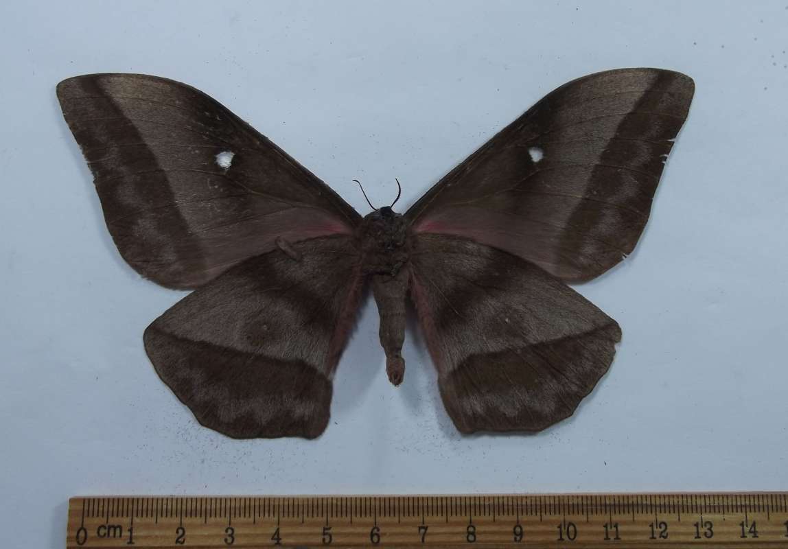 Female - Ventral View<br>(Origin of the Specimen: Cameroon, June 2008)