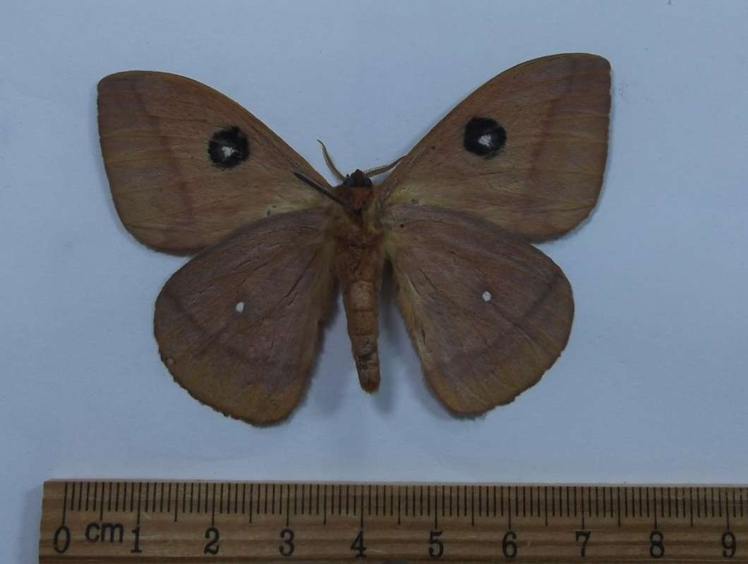 Male - Ventral View<br>(Origin of the Specimen: Victoria, North Mexico, Pairl 1998)