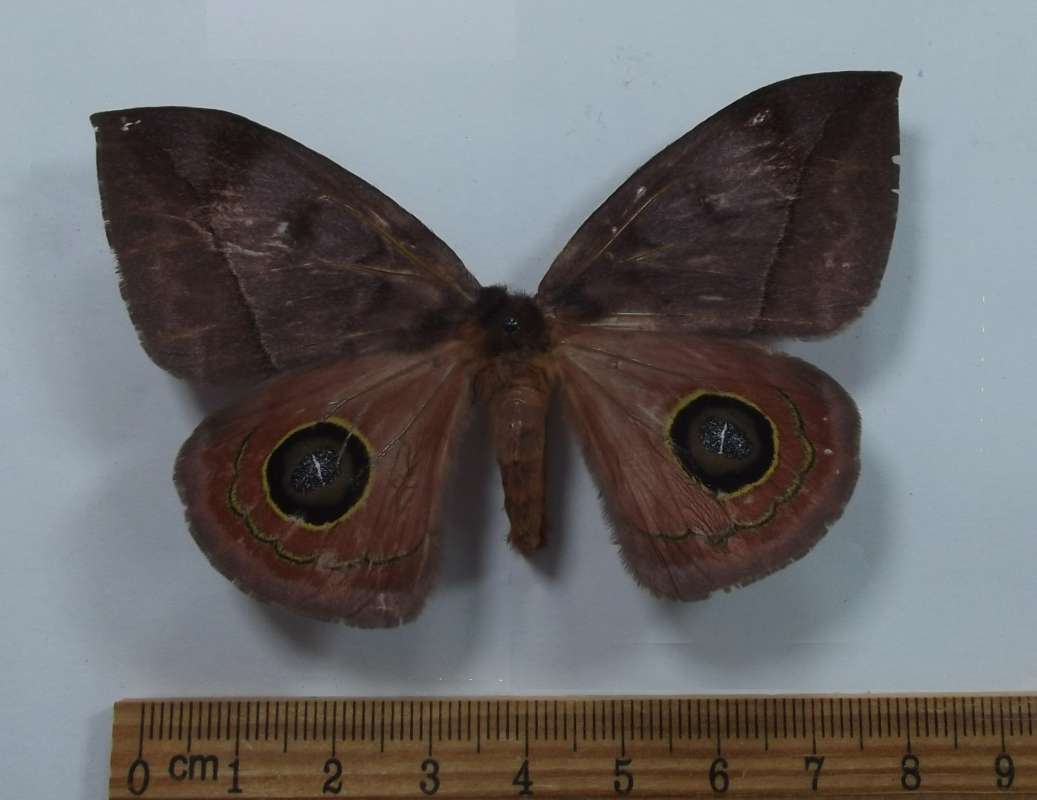 Female - Dorsal View<br>(Origin of the Specimen: Victoria, North Mexico, Pairl 1998)