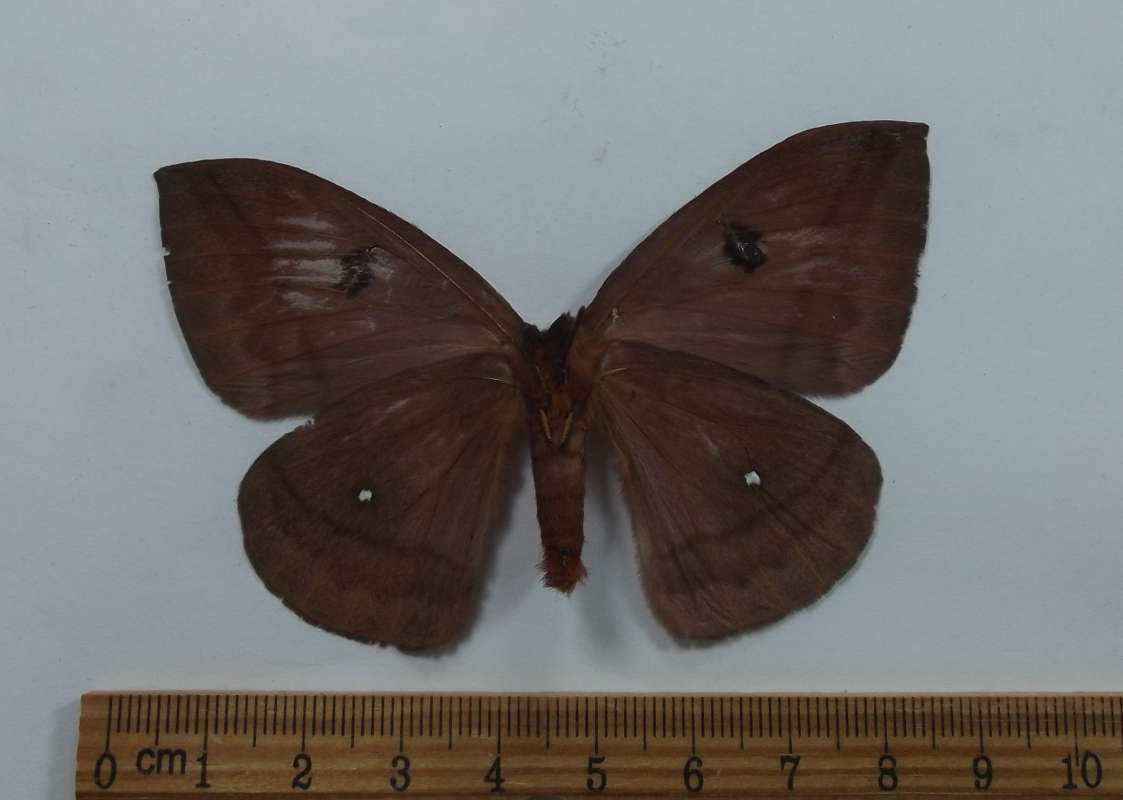 Female - Ventral View<br>(Origin of the Specimen: Victoria, North Mexico, Pairl 1998)