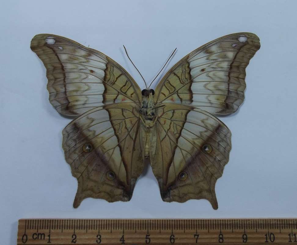 Female - Ventral View<br>(Origin of the Specimen: Laos, Apri 2012)