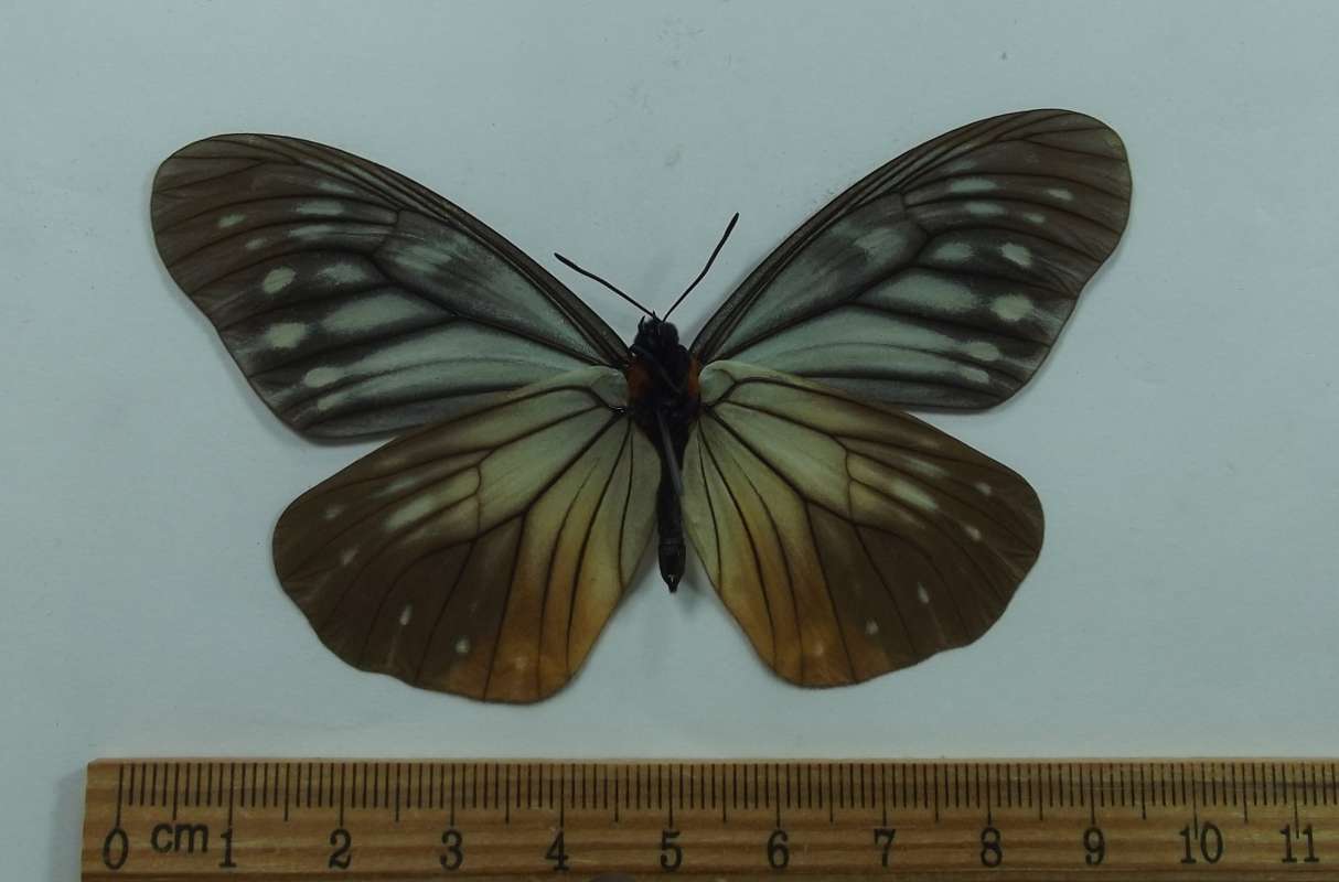 Male - Velntral View<br>(Origin of the Specimen: Laos, April 2012)