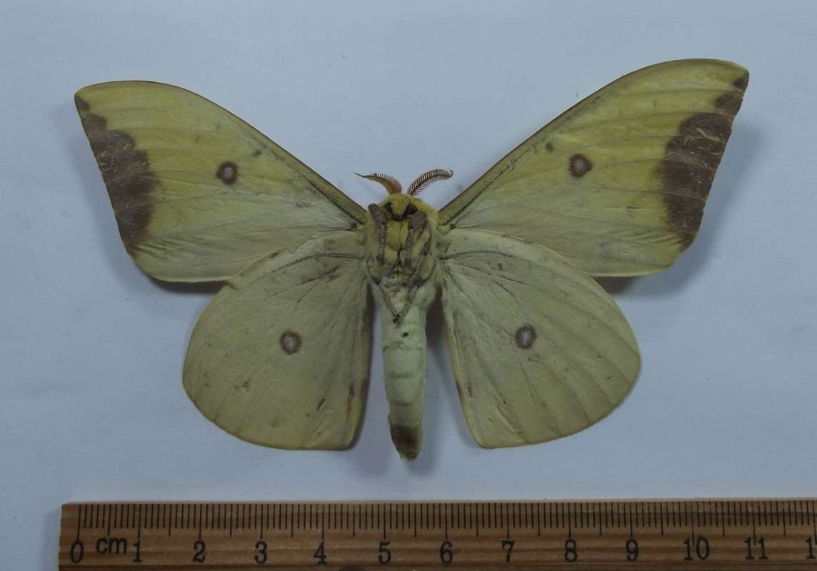 Male - Ventral View<br>(Origin of the Specimen: Lochiei, Southern Arizona, June 29)