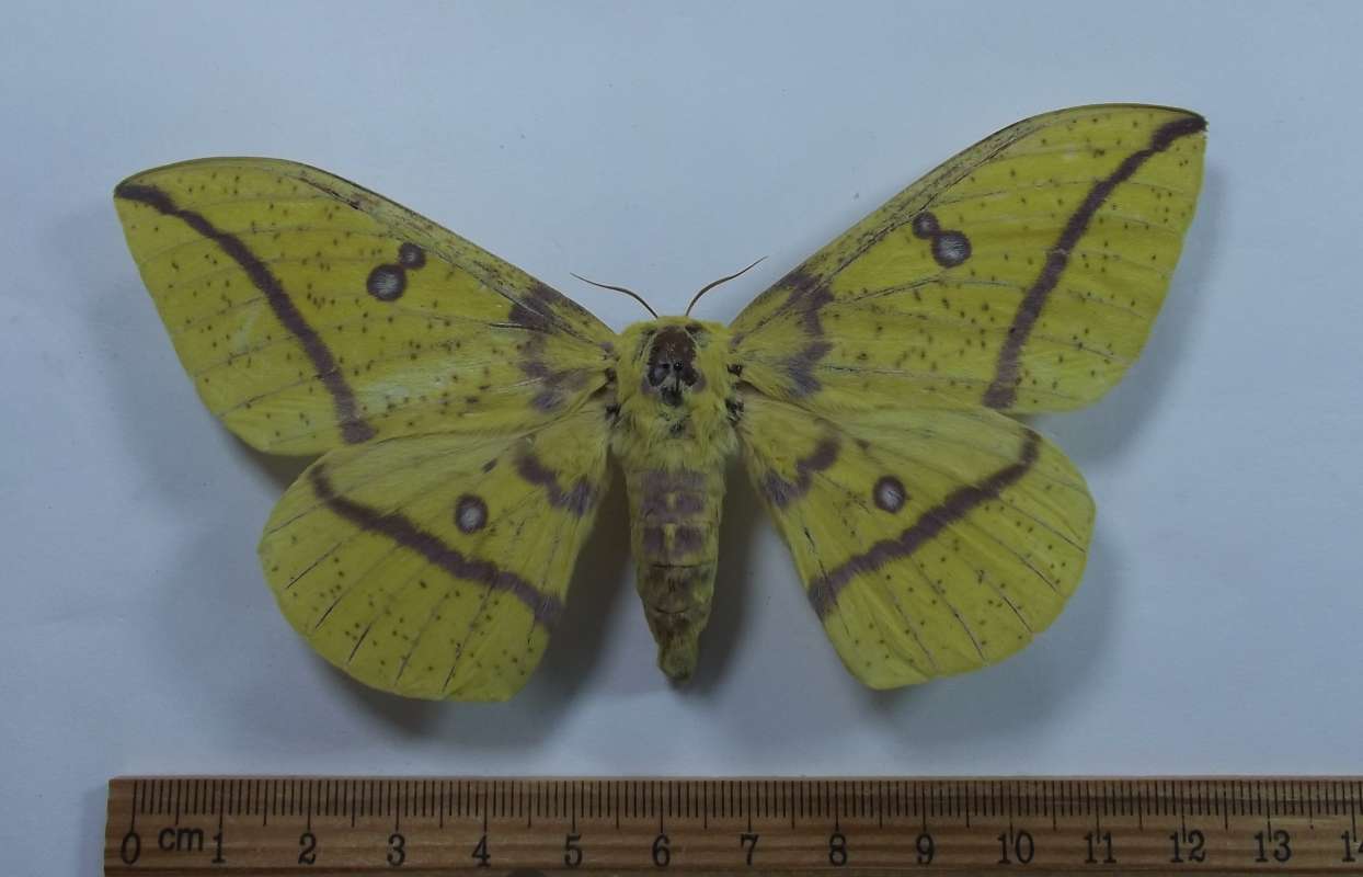 Female - Dorsal View<br>(Origin of the Specimen: Lochiei, South Arizona,VI 29, 2016)