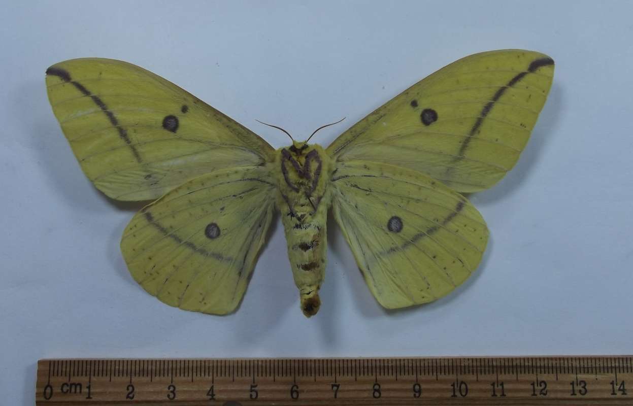 Female - Ventral View<br>(Origin of the Specimen: Lochiei, South Arizona,VI 29, 2016)