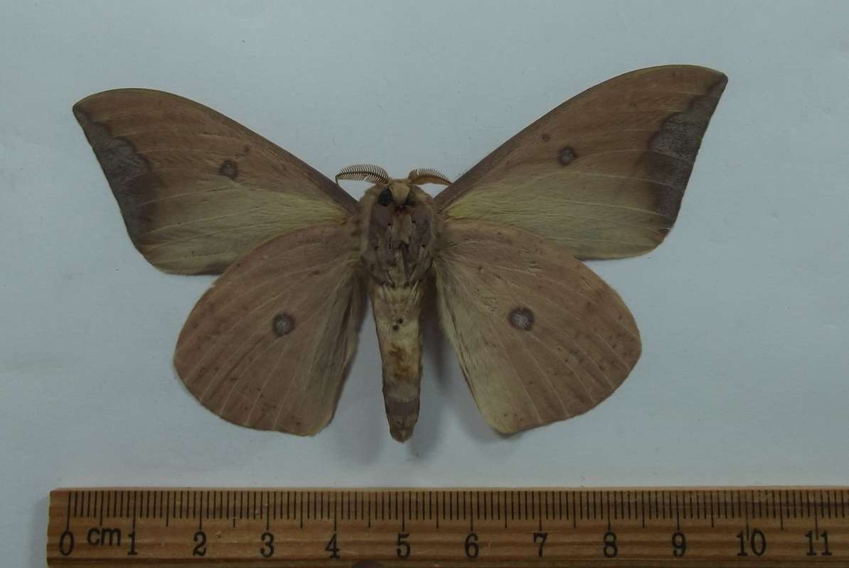 Male - Ventral View<br>(Origin of the Specimen: Lochiei, South Arizona,VI 29, 2016)