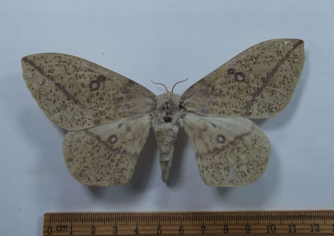 Female - Dorsal View<br>(Origin of the Specimen: Lochiei, South Arizona,VI 29, 2016)