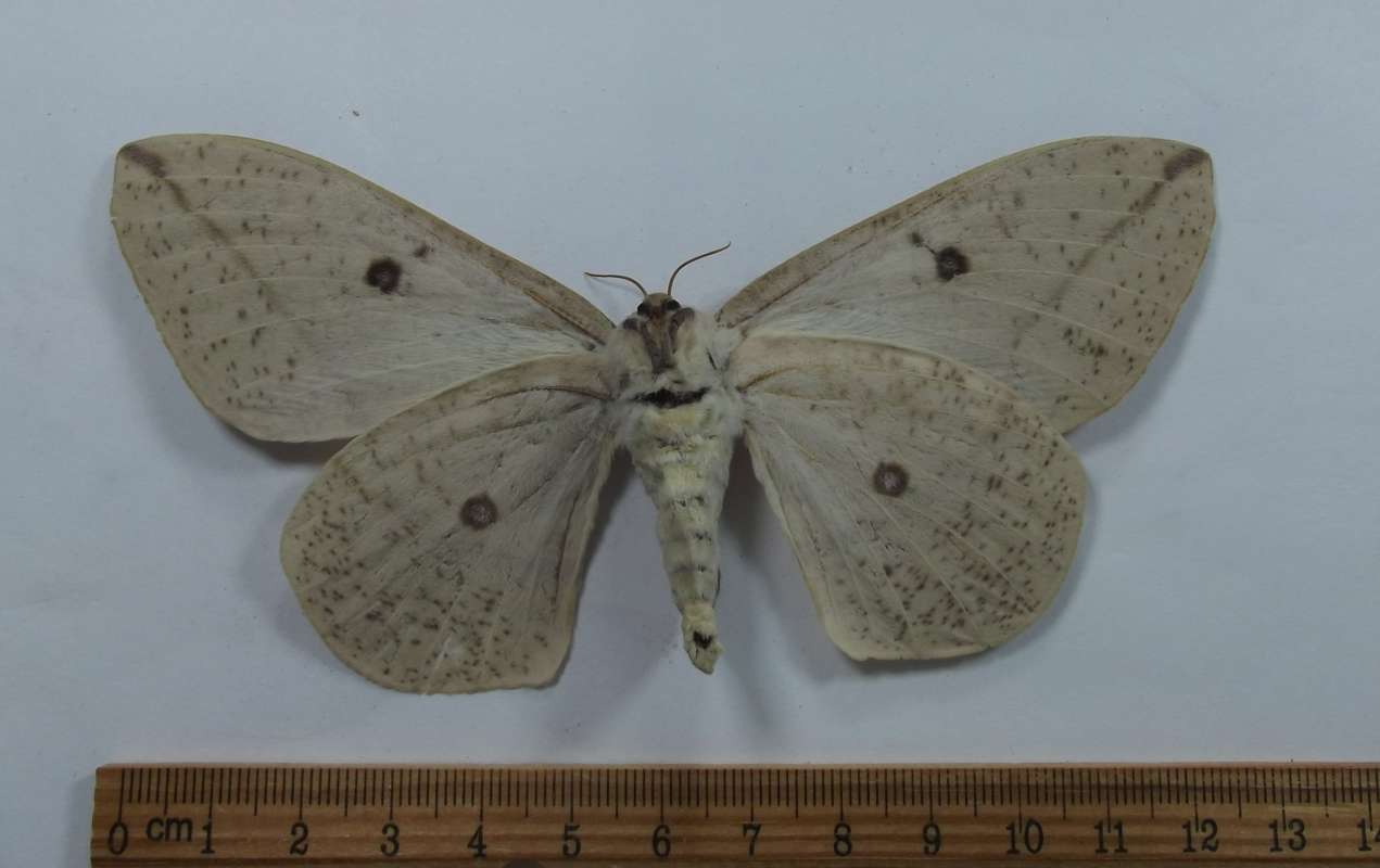 Female - Ventral View<br>(Origin of the Specimen: Lochiei, South Arizona,VI 29, 2016)