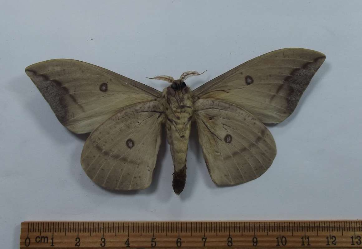 Male - Ventral View<br>(Origin of the Specimen: Lochiei, South Arizona,VI 29, 2016)