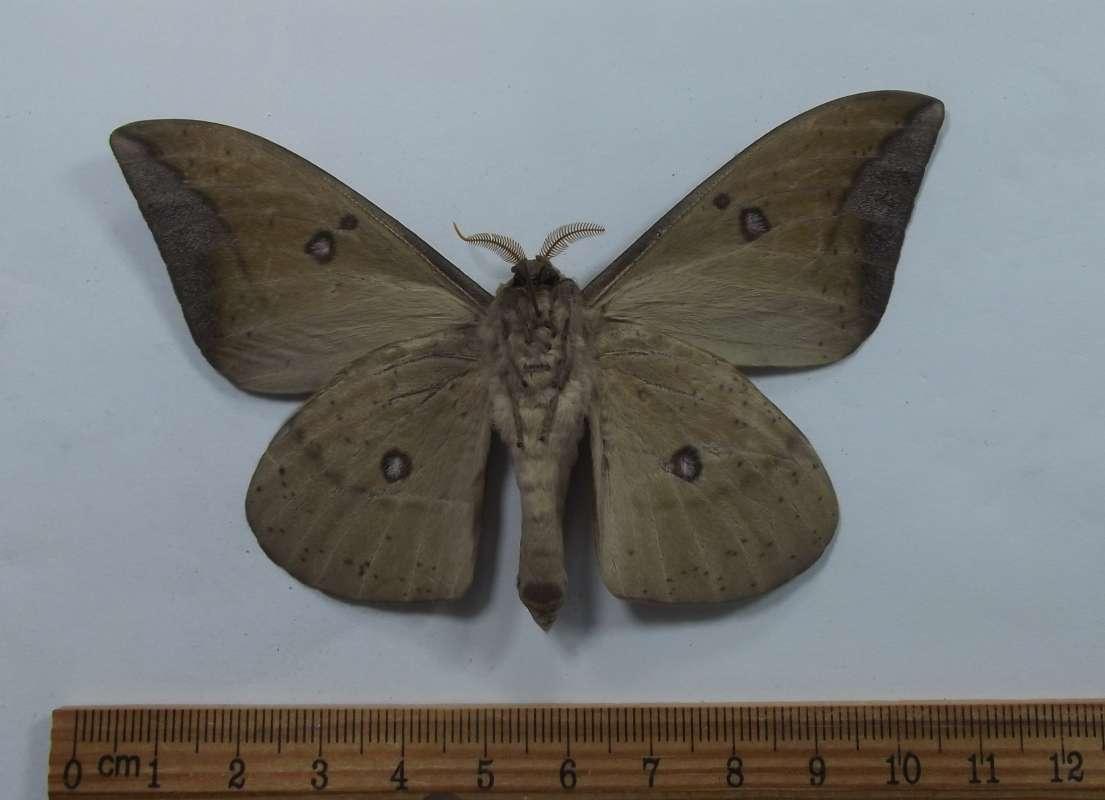 Male - Ventral View<br>(Origin of the Specimen: Lochiei, South Arizona,VI 29, 2016)