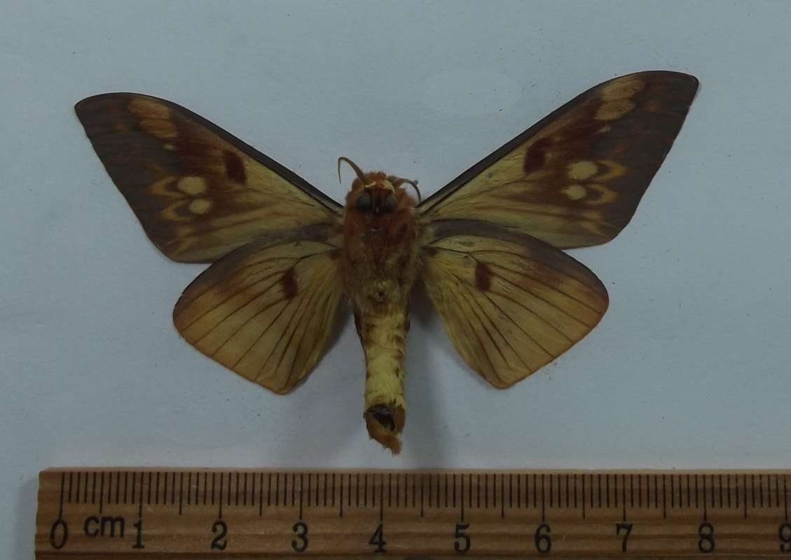 Male - Ventral View<br>(Origin of the Specimen: Belize, Apirl 17, 2007)