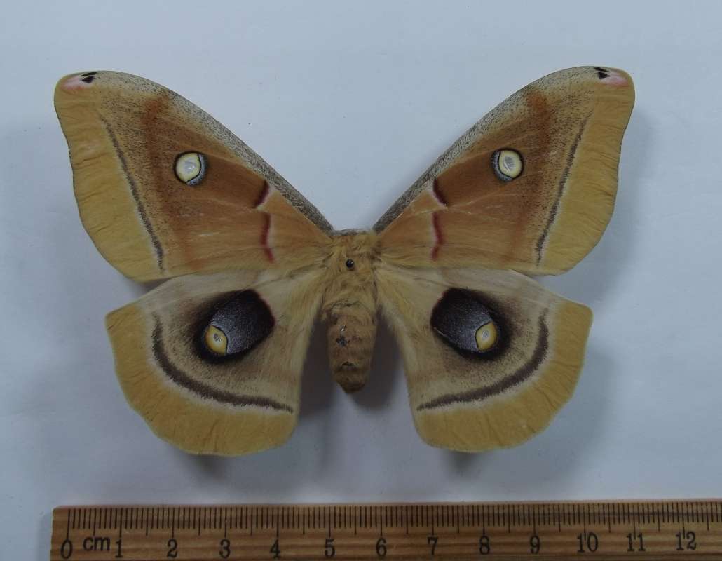 Female - Dorsal View<br>(Origin of the Specimen: Los Animas County, Colorado, VI '02)
