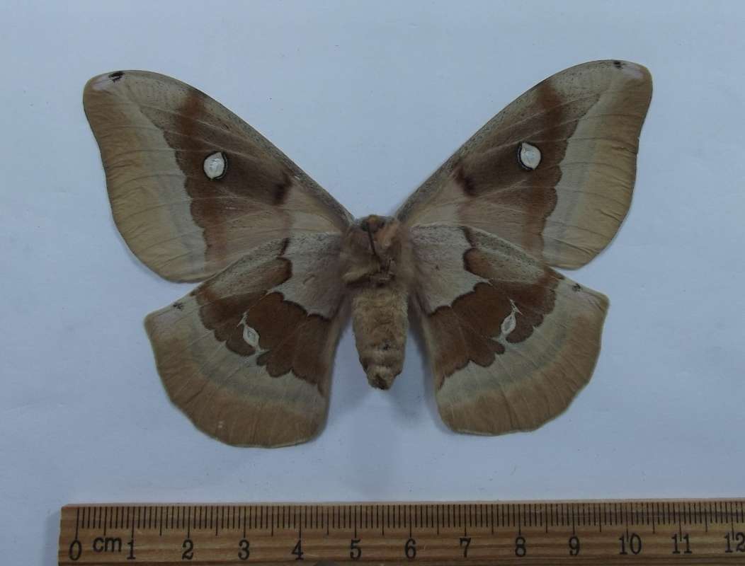 Female - Ventral View<br>(Origin of the Specimen: Los Animas County, Colorado, VI '02)