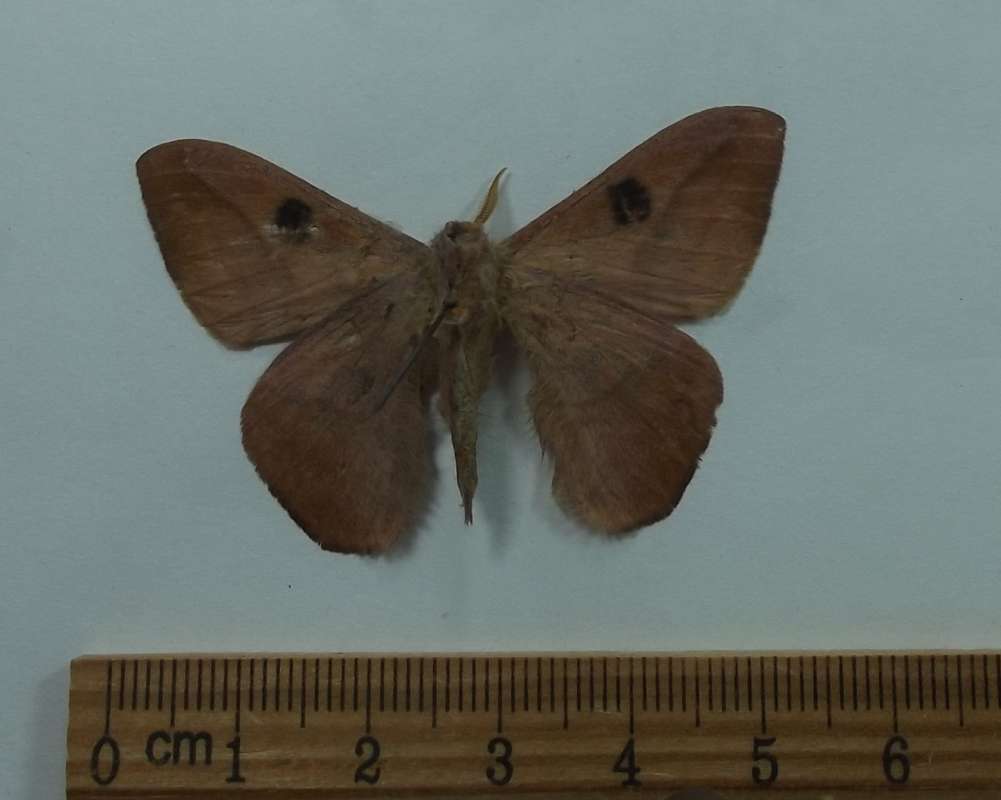 Male - Ventral View<br>(Origin of the Specimen: Mexico, July 1991)