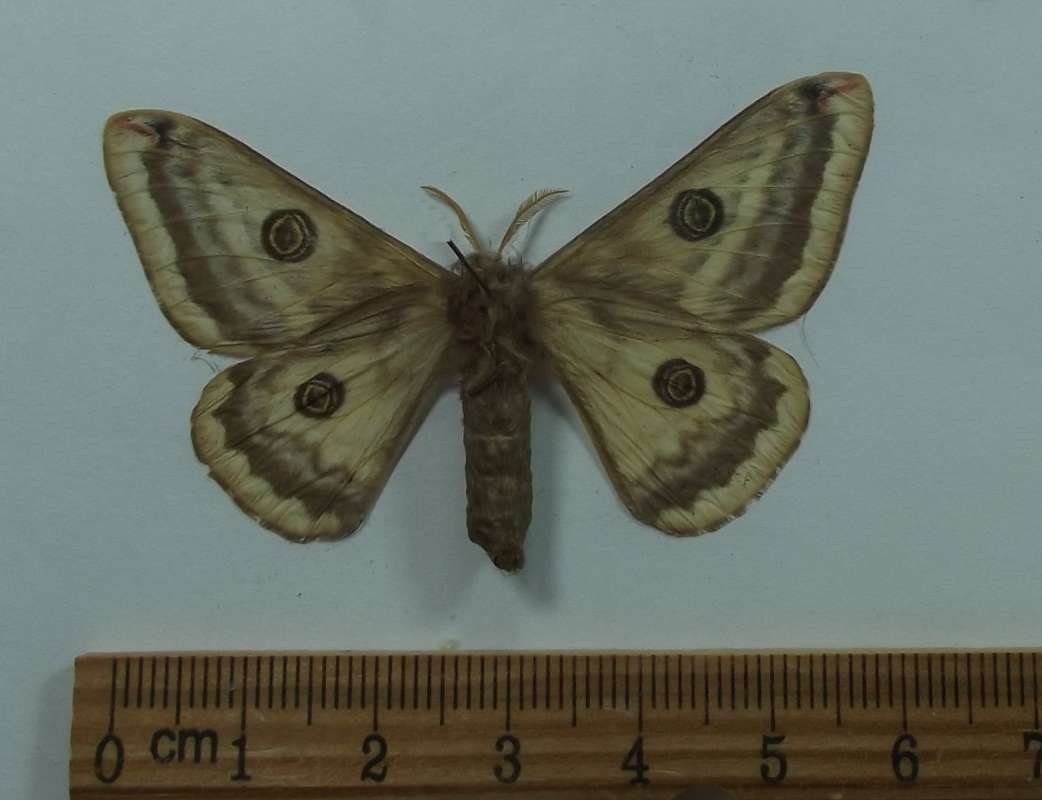 Female -Ventral View<br>(Origin of the Specimen: Alpine, Texas, Dec. 1975)