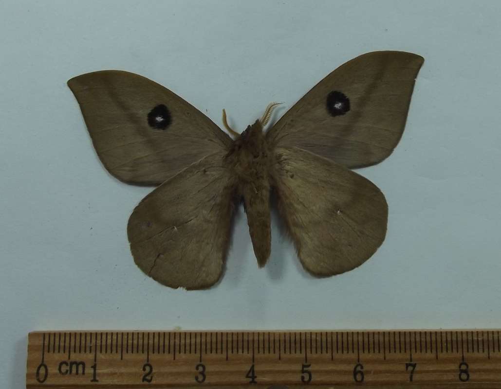 Male - Ventral View<br>(Origin of the Specimen: Belize)