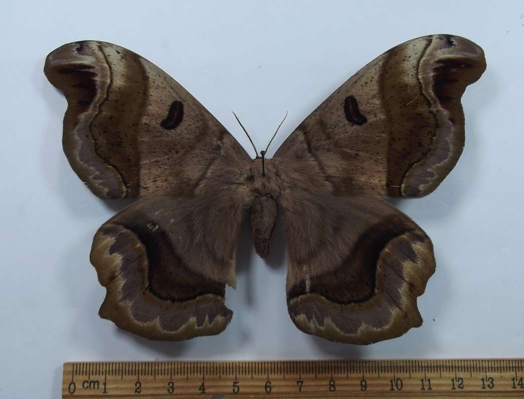 Female -Dorsal View<br>(Origin of the Specimen: Mexico, Juy 2, 2009)