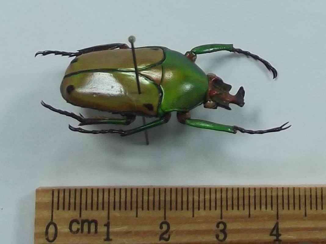 Angle View of Male<br>(Origin of the Specimen: Bangui, 1979)