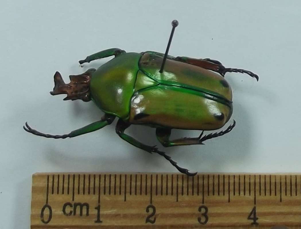 Male - Angle View<br>(Origin of the Specimen: North Kivu, Zaire, Nov 26, 1978)