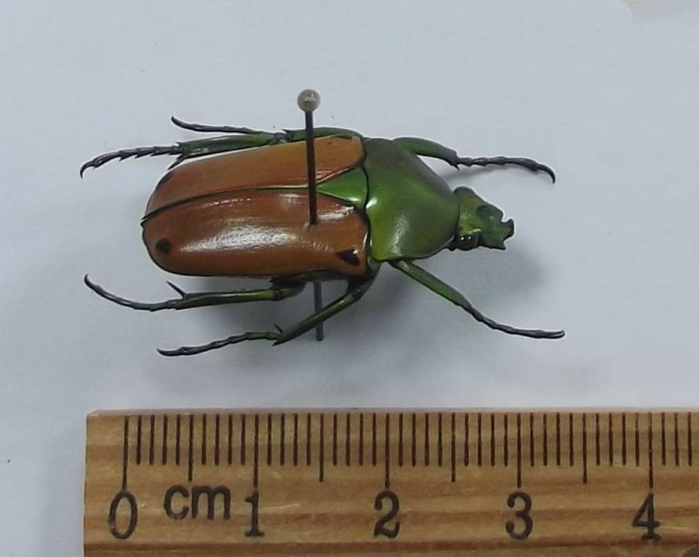 Male - Angle View<br>(Origin of the Specimen: North Kivu, Zaire, 1978)