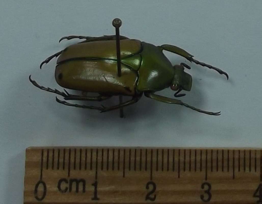 Pair<br>(Origin of the Specimen: Bangui, RCA, 1964)<br>(Origin of the Specimen: Bangui, RCA, 1964)