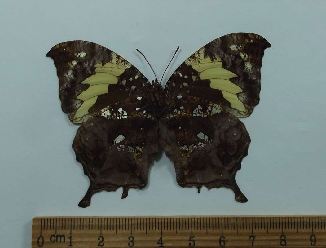 Female - Ventral View<br>(Origin of the Specimen: Dominican Republic, Aug 23, 1977)