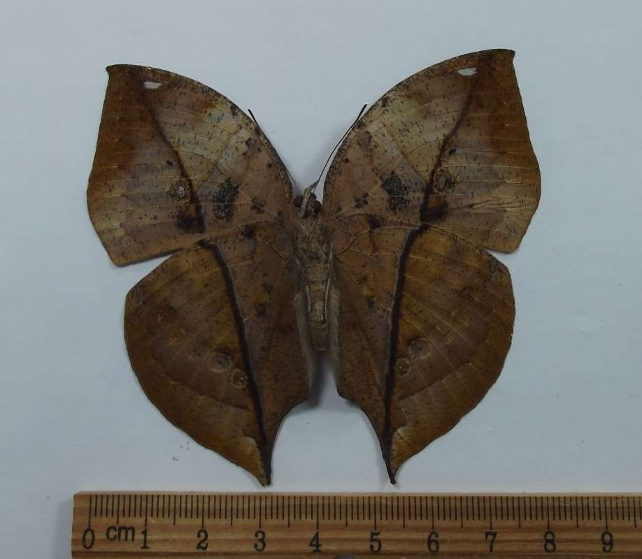 Female - Ventral View<br>(Origin of the Specimen: Cambodia, June 1992)