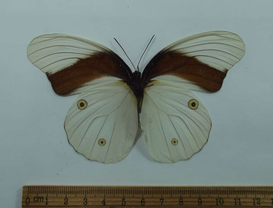 Female - Ventral View<br>(Origin of the Specimen: Bulolo, Papua, July 12, 1988)