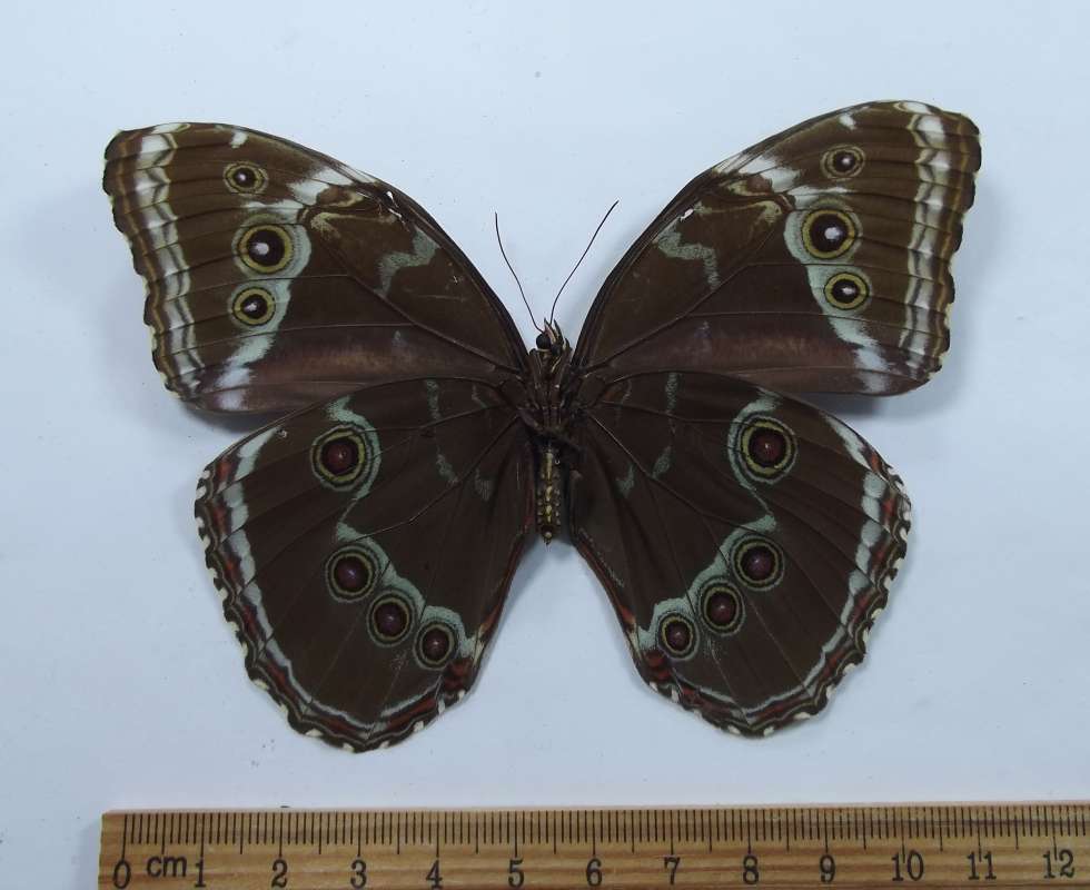 Female - Ventral View<br>(Origin of the Specimen: Linden, Guyana, June 2016)