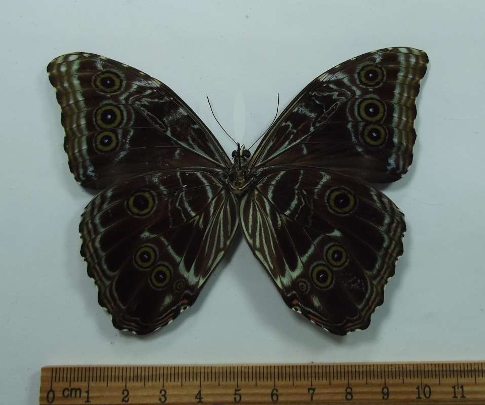 Male - Ventral View<br>(Origin of the Specimen: Paramaribo, Surinam, Jan. 2015)