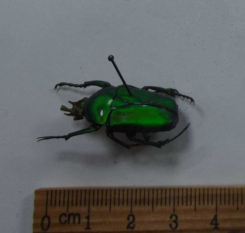 Male - Angle View<br>(Origin of the Specimen: Bangui, RCA, , 1969)