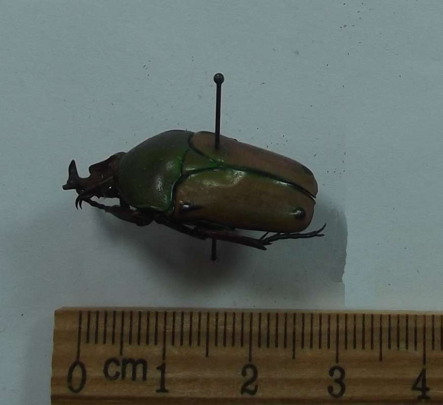 Male - Angle View<br>(Origin of the Specimen: No Data Given)