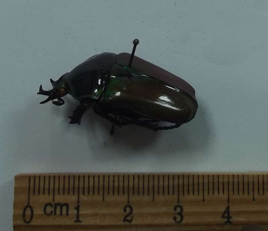Male - Angle View<br>(Origin of the Specimen: No Data Given)
