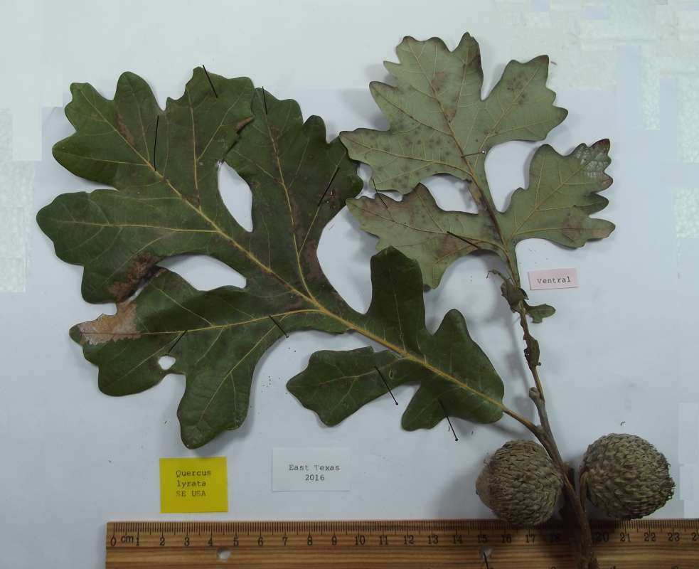 Full Leaves, Include Dorsal and Ventral<br>(Origin of the Specimen: East Texas, 2016)