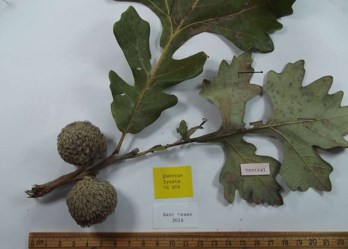 Close Leaf View - Ventral<br>(Origin of the Specimen: East Texas, 2016)