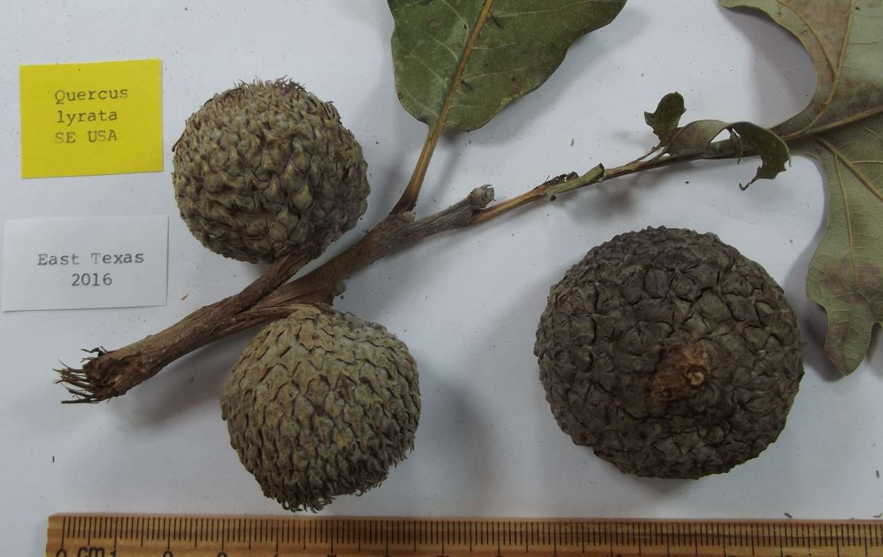 Acorns - Close View<br>(Origin of the Specimen: East Texas, 2016)