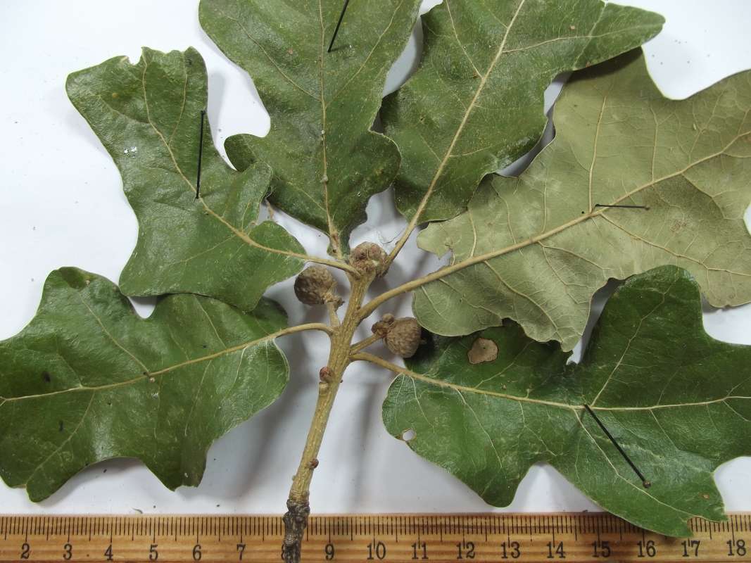 Ventral Leaf, Yourng Acorns<br>(Origin of the Specimen: East Texas, 2016)